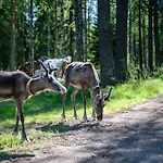 Wanha Rojola Syöte